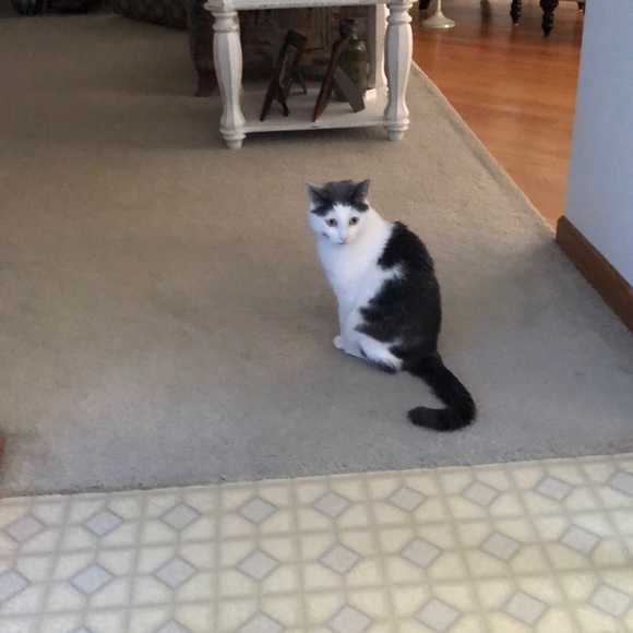 Meet your Posher, Julie - Picture 1 of 1